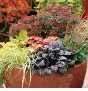 Herbstzauber 1.99 €