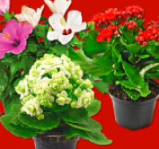 Kalanchoe 1.29 €