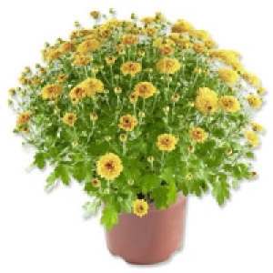 Chrysanthemen-Busch 4.99 €