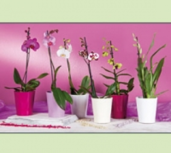 Orchideen 5.99 €