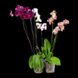 Schmetterlings-Orchidee 7.99&nbsp;&euro;