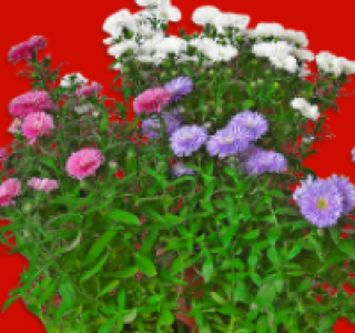 Aster Novi Belgii 1.29 €