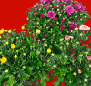 Bauern-Chrysanthemen