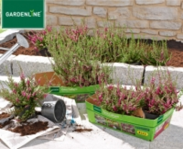 GARDENLINE&reg;Erica Calluna 3.49&nbsp;&euro;