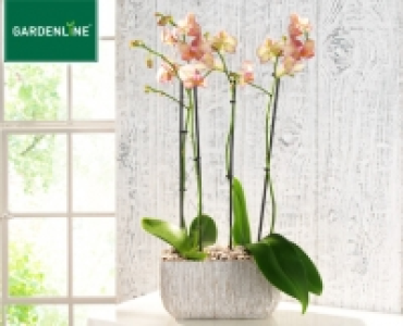 GARDENLINE®Exklusives Orchideen-Arrangement 17.99 €