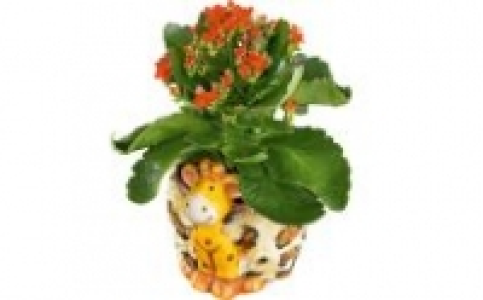Kalanchoe 3.99 €