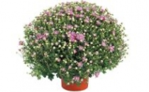 Chrysanthemen-Busch 2.99 €