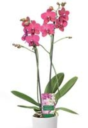 Schmetterlings-Orchidee 5.99&nbsp;&euro;