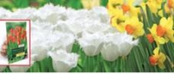Blumenzwiebeln, Großnetz 2.19 €