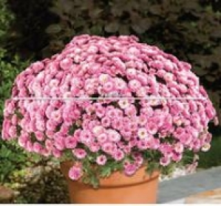 Chrysanthemen-Busch 3.99 €