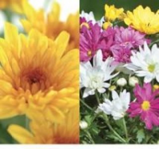 Chrysanthemen, vier Farben in einem Topf