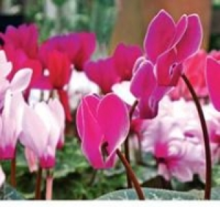 Garten-Alpenveilchen 1.99&nbsp;&euro;