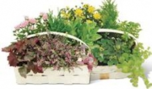 Herbstpflanzen-Mix 6.99 €