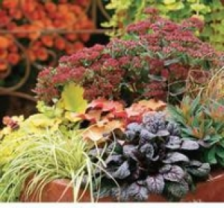 Herbstzauber 1.99 €