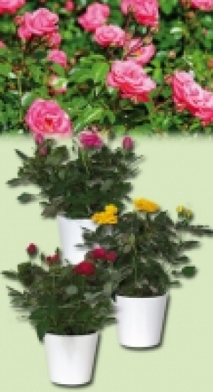 Topfrose 1.99 €