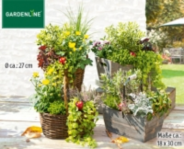 GARDENLINE®Bepflanztes Holzgefäß oder bepflanzter Weidenkorb 9.99 €
