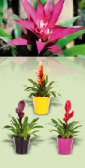 Bromelie 4.99 €