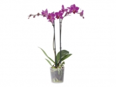 Schmetterlingsorchidee (Phalaenopsis) 4.99&nbsp;&euro;