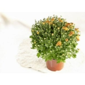 Chrysanthemen Busch 3.69 €