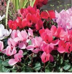 Garten-Alpenveilchen 1.99&nbsp;&euro;