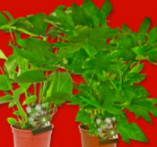 Gr&uuml;npflanze 2.99&nbsp;&euro;