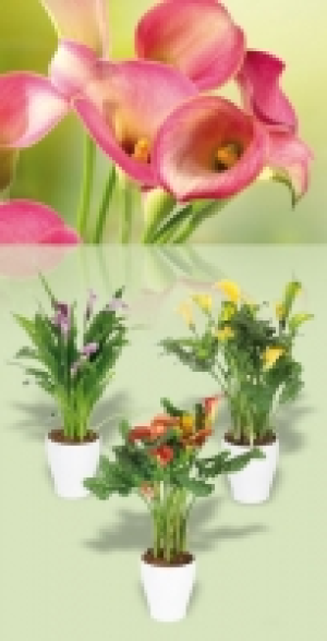 Calla Zantedeschia 4.99 €