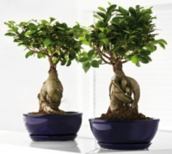 Bonsai 12.99 €