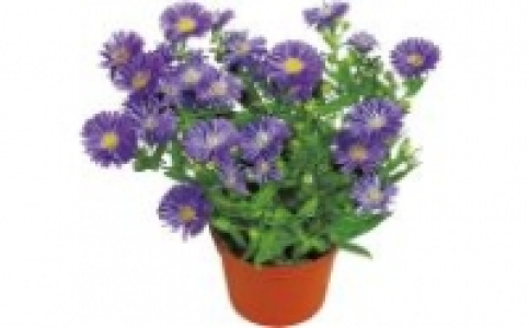 Aster Novi belgii 1.29 €