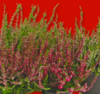 Calluna 0.99 €