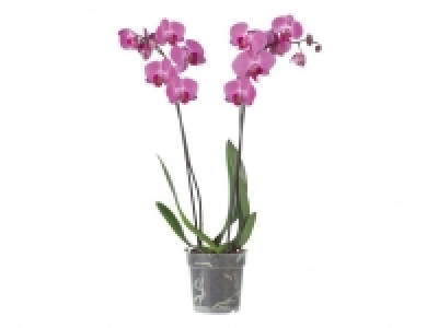 Schmetterlingsorchidee (Phalaenopsis) 6.99&nbsp;&euro;