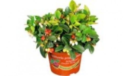 Gaultheria Scheinbeere 1.99 €