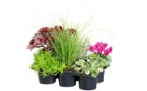 Herbstzauber 4.99 €