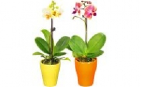 Orchideen 3.99 €