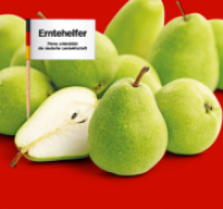Grüne Tafelbirnen 0.88 €