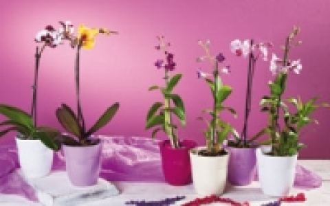 Orchideen 5.99 €