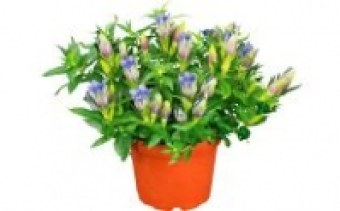 Enzian 2.49 €