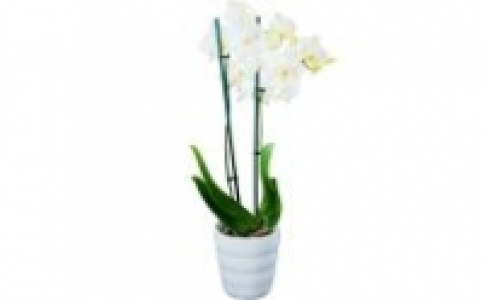 Orchideen 7.99 €