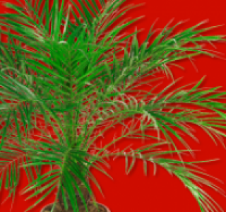 Zwerg-Dattelpalme 7.99&nbsp;&euro;