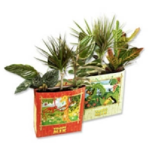 Gr&uuml;npflanzen 5.99&nbsp;&euro;