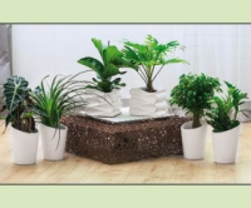 Gr&uuml;npflanze 5.99&nbsp;&euro;