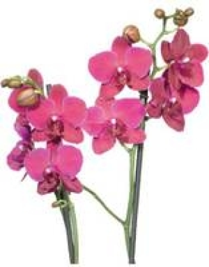 Schmetterlings- orchidee 5.99&nbsp;&euro;