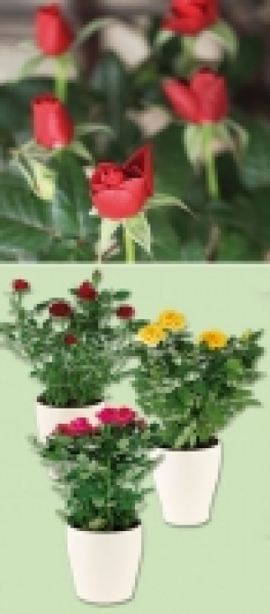 Topfrose 1.99 €