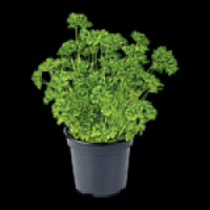 Topfkräuter 0.99 €