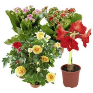 Bl&uuml;hpflanzen-Mix 2.99&nbsp;&euro;