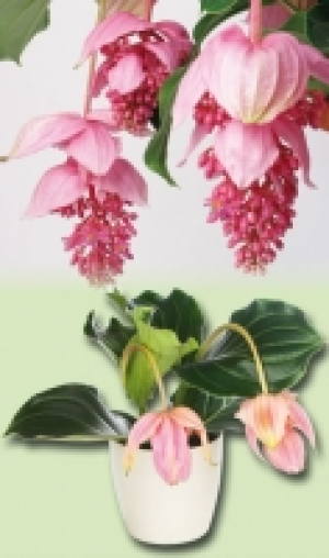 Medinilla magnifica 8.99 €