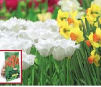 Blumenzwiebeln, Kleinnetz 0.99 €