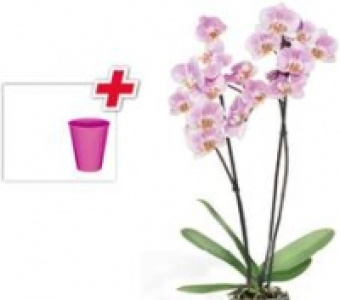 Schmetterlings-Orchidee 7.99&nbsp;&euro;