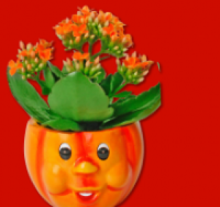 Flammendes Käthchen 1.49 €