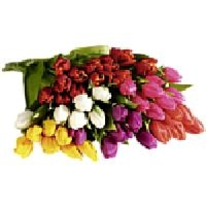 Tulpenstrauß 1.79 €