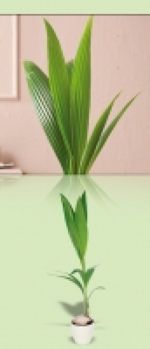 Kokospalme 6.99 €